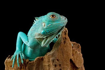 Close up of blue iguana reptile resting on wood with detailed skin texture on dark background