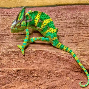 Bright green and yellow chameleon reptile climbing on wall with detailed texture and natural pattern