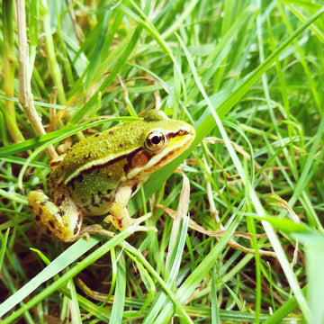 Close up of green frog sitting in grass with natural camouflage and textured skin