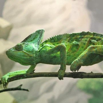 Close up of green chameleon on branch with natural camouflage and textured skin pattern