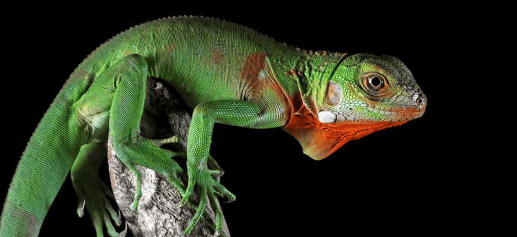 Green iguana reptile sitting on branch isolated on black background with detailed scales and vibrant colors