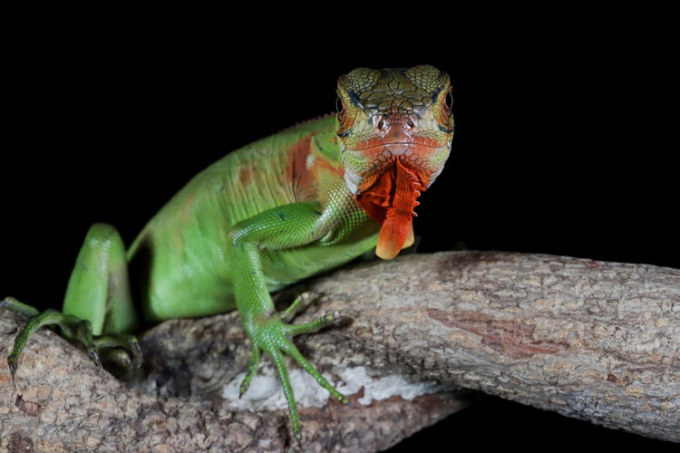Close up of green iguana reptile with extended dewlap perched on branch against dark background