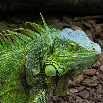 Close up of green iguana reptile highlighting textured scales and natural green coloration