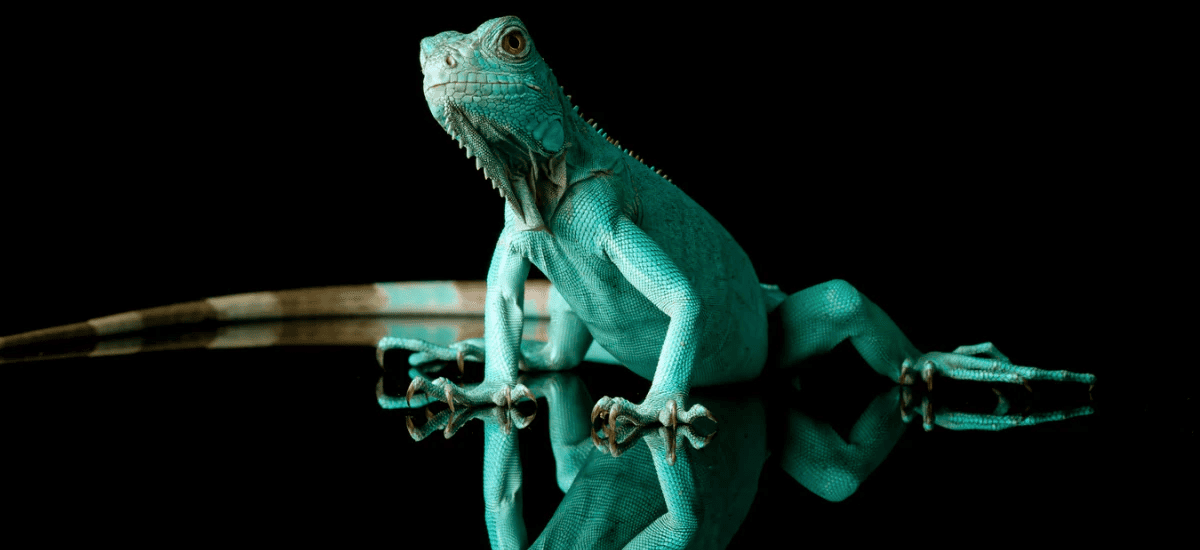 Close-up of green iguana reptile with reflection on dark surface