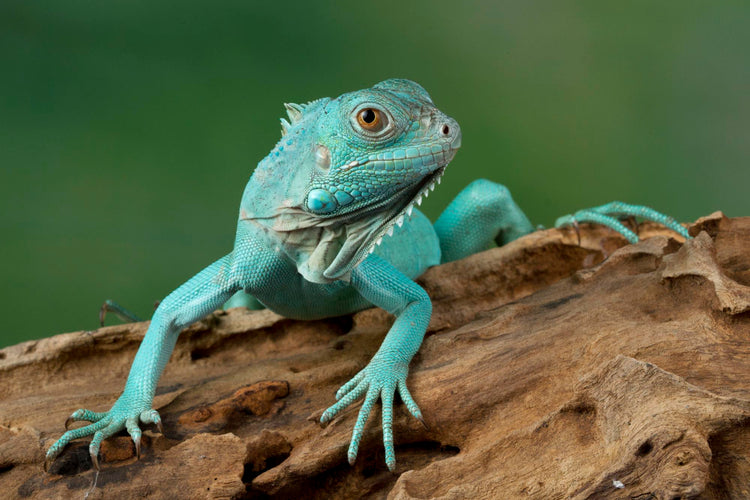 Close up of blue iguana reptile on wood with textured skin and natural green background blur