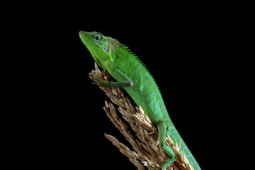 Close up of green lizard reptile perched on branch with detailed skin texture on dark background