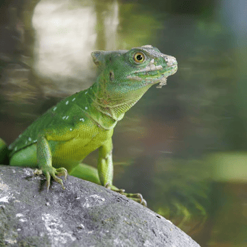Close up of green lizard reptile on rock in natural environment with soft background blur