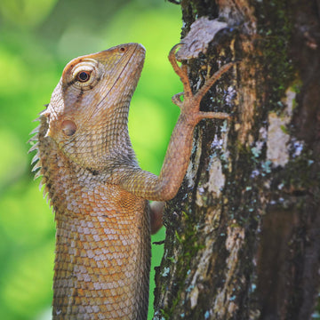 Close up of brown garden lizard reptile on tree bark with textured skin and natural background