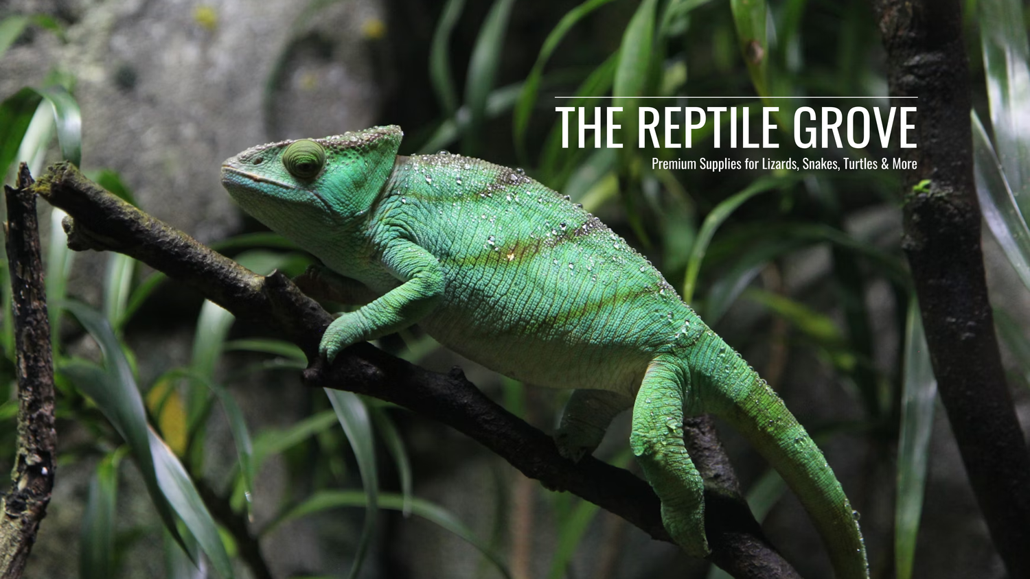 Green chameleon on branch featured in The Reptile Grove homepage banner for reptile supplies and habitat essentials