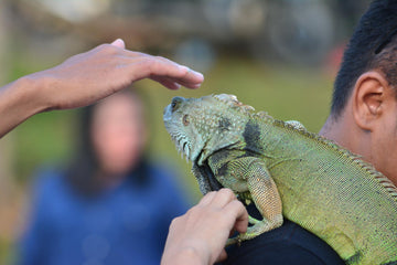 Iguana reptile being handled by human showing pet interaction and care in outdoor environment
