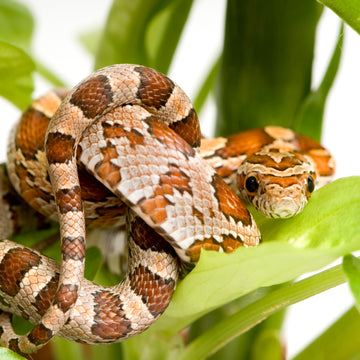 Close up of corn snake reptile wrapped around plant leaves with textured scales and natural colors