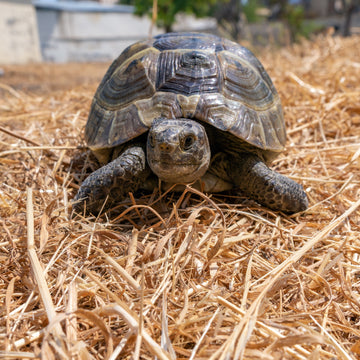Close up of land tortoise reptile on dry grass with detailed shell pattern in natural habitat