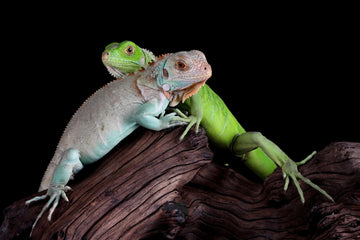 Pair of iguana reptiles on wood with textured skin and vibrant green tones on dark background